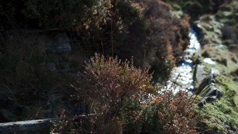 Water running down a mountain behind a heather plant Video stock 253785596
