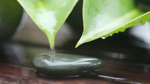 Water running off leaves onto a stone Stock Footage 24669288