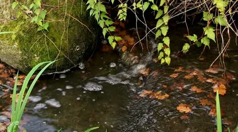 Water running in a streamlet Stock Footage 20524904