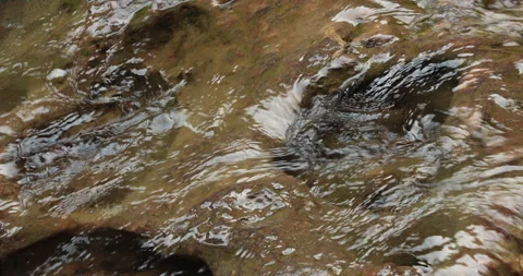 Water running Through mossy rocks Vidéo 335355219