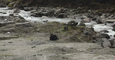 Water running Through mossy rocks Video stock 335532791