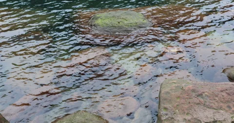 Water running Through mossy rocks Stockbeeldmateriaal 335587634