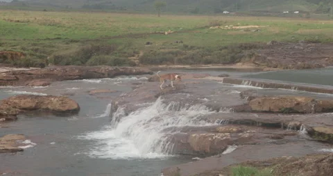 Water running Through mossy rocks Video stock 335632613