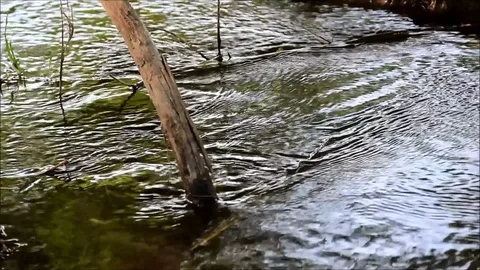 Water running through the sticks in a stream, closeup Stock Footage 77861870