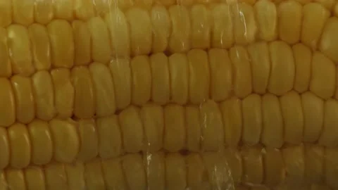 Water runs through the corn Stock-Footage 148656195