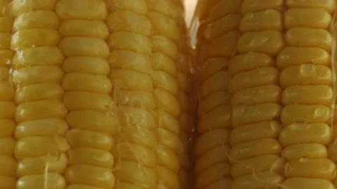 Water runs through the corn Stock-Footage 148656964