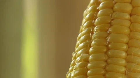 Water runs through the corn Stock-Footage 148658744