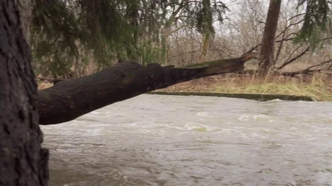 Water rushing around tree roots Stock Footage 71897722