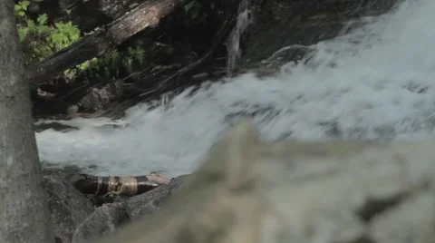 Water rushing down in the forest Stock Footage 40018836