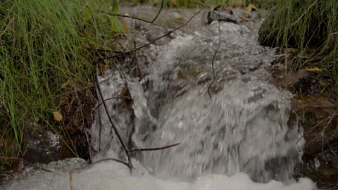Water rushing through green grass and branches in forest stream Vidéo 340149249