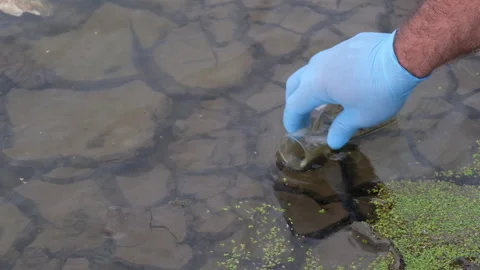 A water sample from the river. Hand in glove collects water in a test tube. ecol Stock Footage 277574903