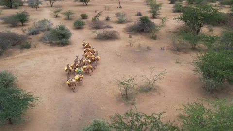Water scarcity-Donkey curing water Video stock 281060459