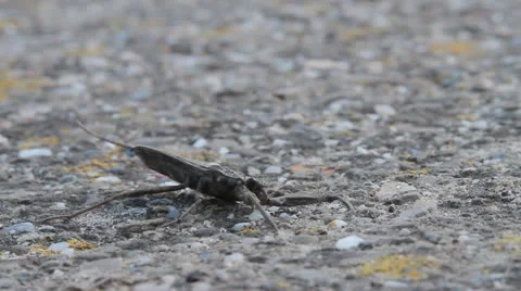 Water scorpion attack position, Nepa cinerea 動画素材 22601724