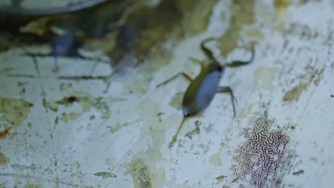 Water scorpion crawling underwater in macro close up 스톡 동영상 345122404