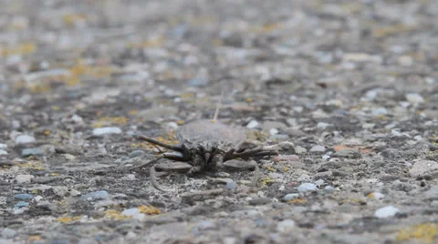 Water scorpion front view, Nepa cinerea Stock-Footage 22601237