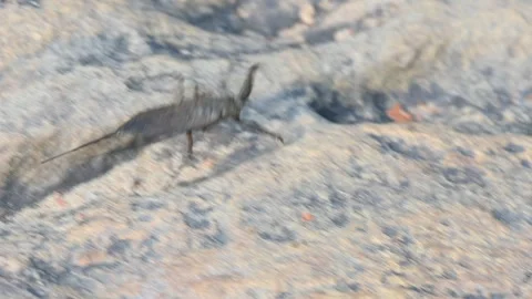 Water scorpions. Stock Footage 311159347
