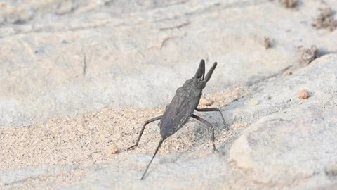 Water scorpions. 스톡 동영상 311159382