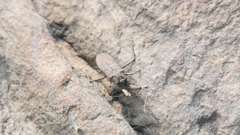 Water scorpions. 動画素材 311159612