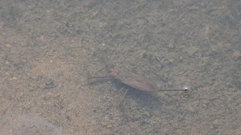 Water scorpions. 動画素材 311159746