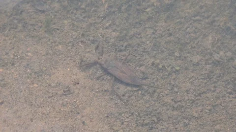 Water scorpions. 動画素材 311159844