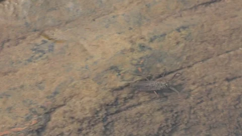 Water scorpions. 動画素材 311159913