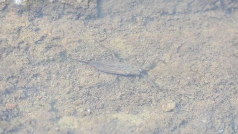 Water scorpions. 動画素材 311160061