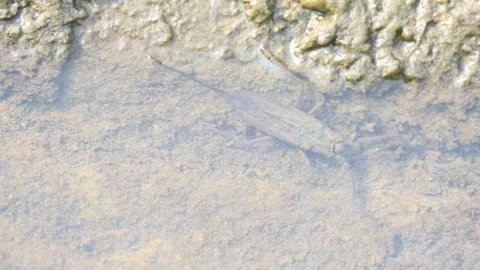 Water scorpions. 스톡 동영상 311160735