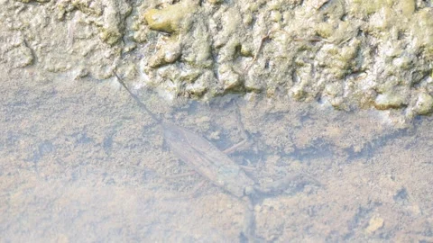Water scorpions. 스톡 동영상 311160760