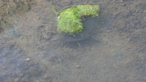 Water scorpions. 動画素材 311160895