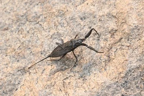 Water scorpions. Stock Photos