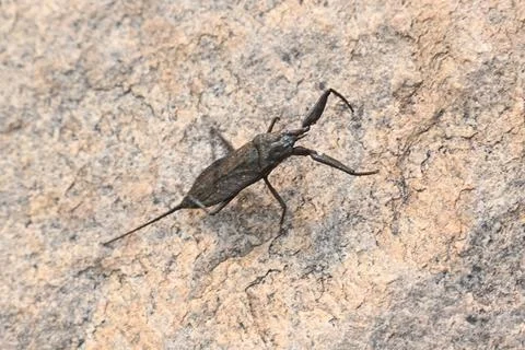 Water scorpions. Stock Photos