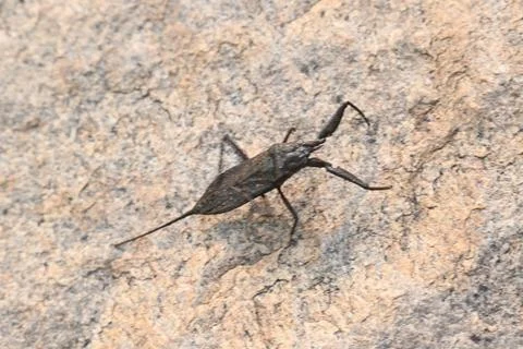 Water scorpions. Stock Photos