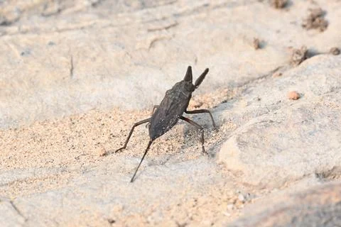 Water scorpions. Stock Photos