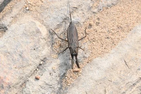 Water scorpions. Stock Photos