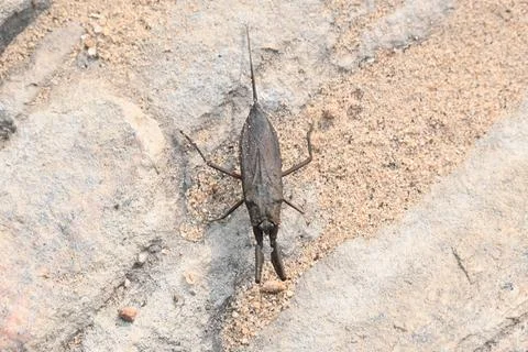 Water scorpions. Stock Photos