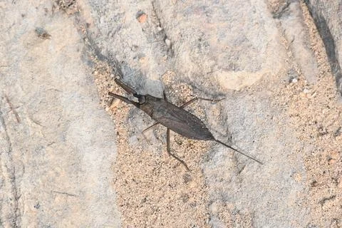 Water scorpions. Stock Photos