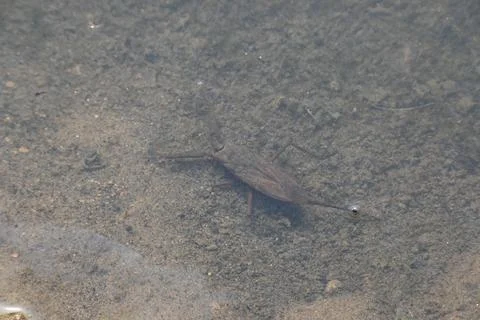 Water scorpions. Stock Photos