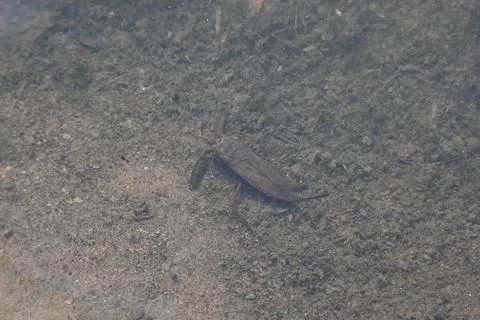 Water scorpions. Stock Photos