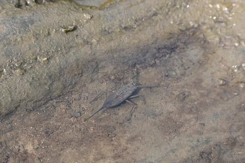 Water scorpions. Stock Photos