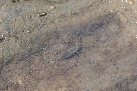 Water scorpions. Stock Photos