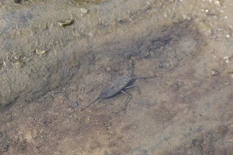 Water scorpions. Stock Photos