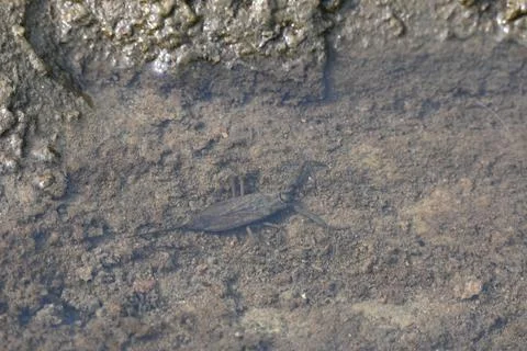 Water scorpions. Stock Photos