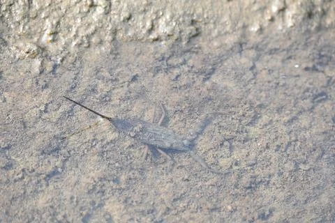 Water scorpions. Stock Photos