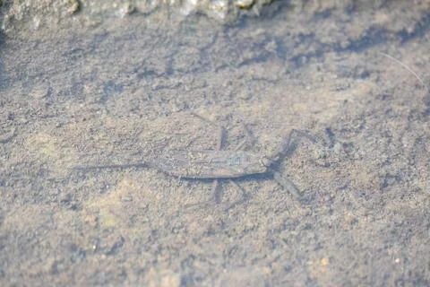 Water scorpions. Stock Photos