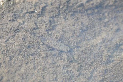 Water scorpions. Stock Photos