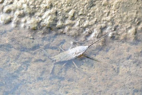 Water scorpions. Stock Photos