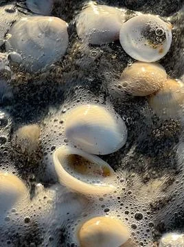 Water Seashells 스톡 사진