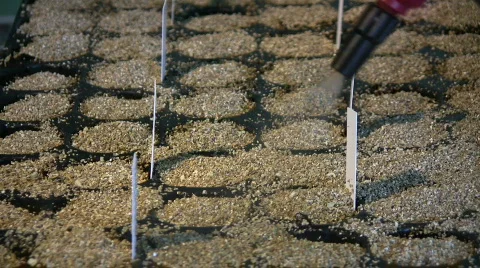 Water Seed  動画素材 678285