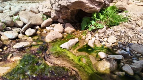 Water seeping under rocks with algae Stock Footage 317855794