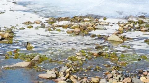 Water in a shallow river in early spring with snow and ice Stock Footage 106251604